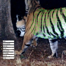 3-D model fitted to a camera trap image of a tiger