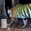 Software Tracks Tigers in 3D