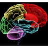 Computer Model Simulates Mammalian Brain