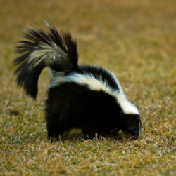 skunk in the grass