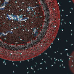 3D view of model protocell