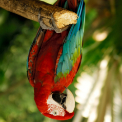 upside down parrot