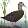 Framing the Right Problem For Water Fowl