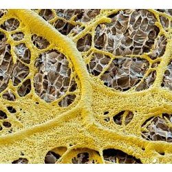 slime mold