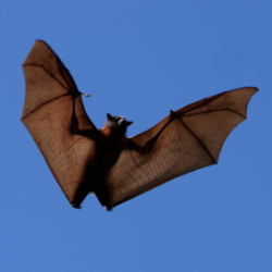 flying fox bat