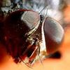 Robotics Insights Through Flies' Eyes