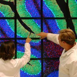 tiled display at UCSD's National Center for Microscopy and Imaging Research 