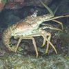 Lobsters Teach Robots Magnetic Mapping Trick