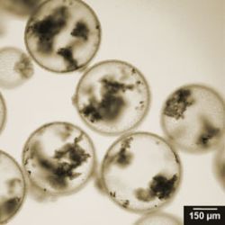 microcapsules filled with carbon nanotubes