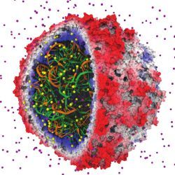 satellite tobacco mosaic virus model