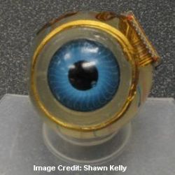 retinal implant model