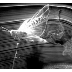 locust in wind tunnel