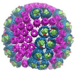 Photosynthetic chromatophore of a purple backterium