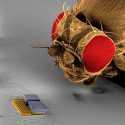 microrobot and fruit fly