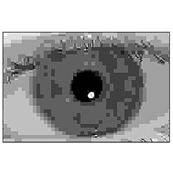 JPEG iris image