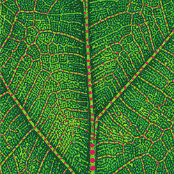 leaf close-up