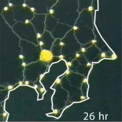 mold-based network construction