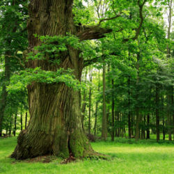 tree in forest