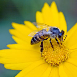 honeybee on flower