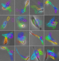 stem cell photo array