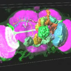 V3D image of a fruit fly brain