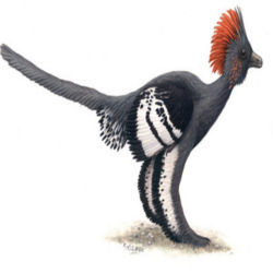 Wildlife artist Michael DiGiorgios rendering of Anchiornis, a dinosaur with a crown of plumage. 