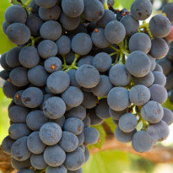 red wine grapes