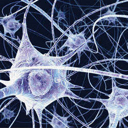 neurons