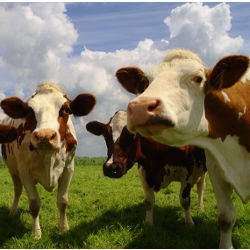 cows