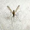 Researchers Turn to Supercomputing to Find Malaria's Soft Spot