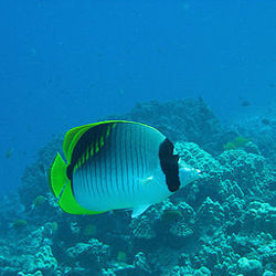 Lined butterflyfish with embedded information