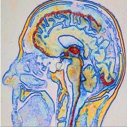 Sensory areas in brain