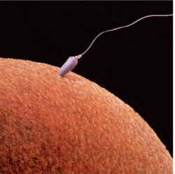 Sperm and Egg