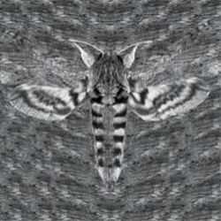 Moth camo