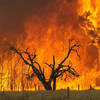 Helping Victoria Deal With Bushfires