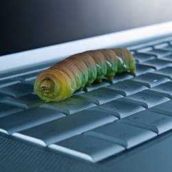 worm on keyboard