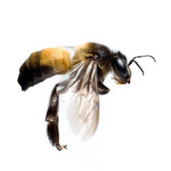 flying honey bee