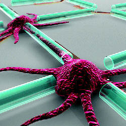 nerve cell tendrils growing through tiny tubes, illustration