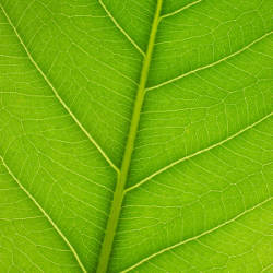 leaf