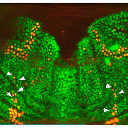 microscope image of fruit fly pupal stage