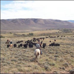 cattle drive