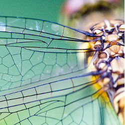 Dragonfly wing