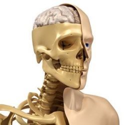 Skeleton model