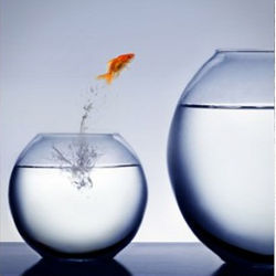 fish jumps from little to big fishbowl