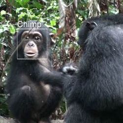 Chimp face recognition