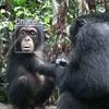 Face Recognition Ids Chimps from Photos