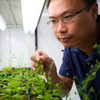 Computer Helps Msu Researchers ­nravel Plants' Secrets to Survival
