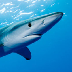 Blue shark