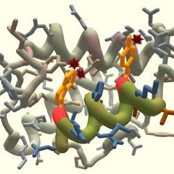 Protein visualization