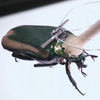 Insect Cyborgs May Become First Responders, Search and Monitor Hazardous Environs